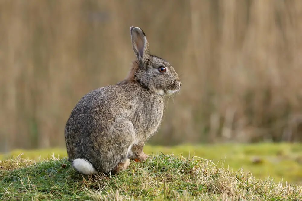 A European Rabbit